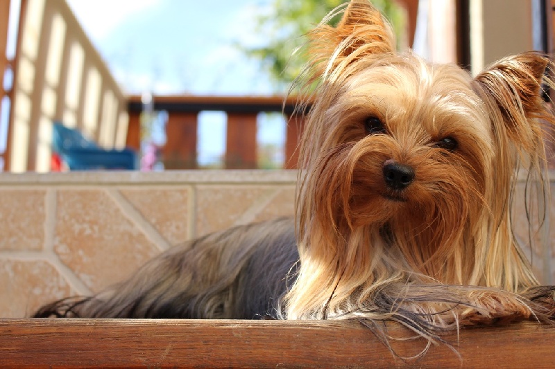 Gwendy-lou de l'écho des étoiles