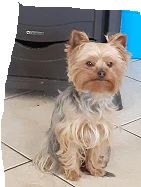 Nell de la gattelière