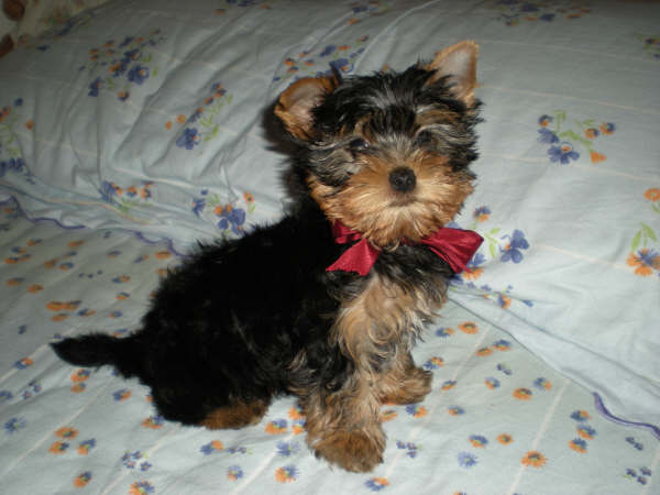 Mes chiots dans leur nouvelle famille